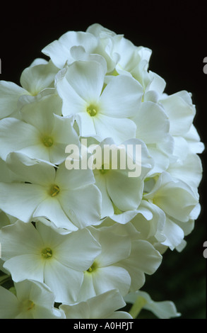 Phlox Paniculata 'White Admiral' Stockfoto