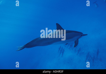 Hawaiian Spinner Delfinen Kona Hawaii Stockfoto