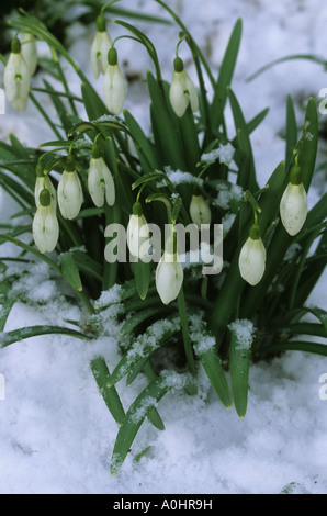 Schneeglöckchen im Schnee Galanthus nivalis Stockfoto