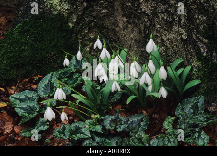 Schneeglöckchen. Galanthus Nivalis 'S. Arnott' (sy 'Sam Arnott'). Cyclamen Hederifolium verlässt. Stockfoto