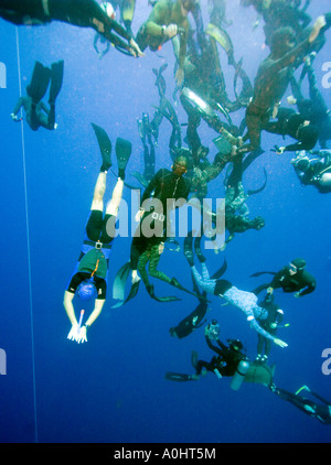 Rund hundert freie Taucher Dcecnd alle zusammen, um 30 Meter Sharm el Sheikh Ägypten Nov 2006 Foto von Adam Butler Stockfoto