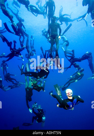 Rund hundert freie Taucher Dcecnd alle zusammen, um 30 Meter Sharm el Sheikh Ägypten Nov 2006 Foto von Adam Butler Stockfoto