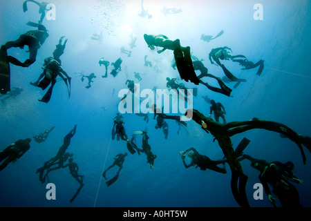 Rund hundert freie Taucher Dcecnd alle zusammen, um 30 Meter Sharm el Sheikh Ägypten Nov 2006 Foto von Adam Butler Stockfoto