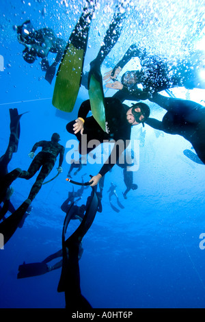 Rund hundert freie Taucher Dcecnd alle zusammen, um 30 Meter Sharm el Sheikh Ägypten Nov 2006 Foto von Adam Butler Stockfoto