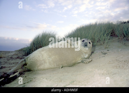 Geboren in den grasbewachsenen Dünen im Winter auf die Lincolnshire Nordostküste England UK Grey Seal pup Stockfoto