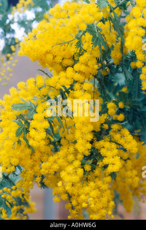 Acacia Baileyana Mimosa Stockfoto