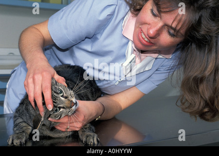 Tierärztin in Tierklinik Untersuchungsraum mit North American Tabby Katze Stockfoto