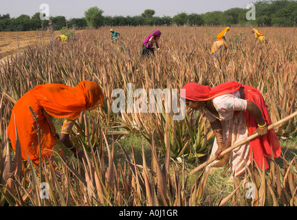 Indien Rajasthan Dorf Borunda Landwirtschaft arbeiten Frauen in bunten Saris an in einem Feld von Aloe Vera Flut vorbereiten Stockfoto