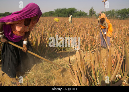 Indien Rajasthan Dorf Borunda Landwirtschaft arbeiten Frauen in bunten Saris an in einem Feld von Aloe Vera Flut vorbereiten Stockfoto