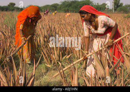 Indien Rajasthan Dorf Borunda Landwirtschaft arbeiten Frauen in bunten Saris an in einem Feld von Aloe Vera Flut vorbereiten Stockfoto