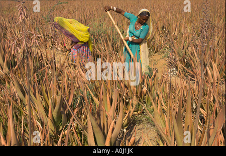 Indien Rajasthan Dorf Borunda Landwirtschaft arbeiten Frauen in bunten Saris an in einem Feld von Aloe Vera Flut vorbereiten Stockfoto