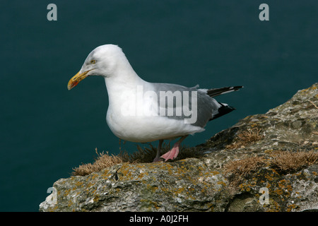 Silbermöwe (Larus Argentatus) auf eine Kreide Klippen, Etretat Seine-Maritime, Normandie, Frankreich, Europa Stockfoto