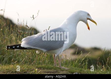 Silbermöwe (Larus Argentatus) auf eine Kreide Klippen, Etretat Seine-Maritime, Normandie, Frankreich, Europa Stockfoto