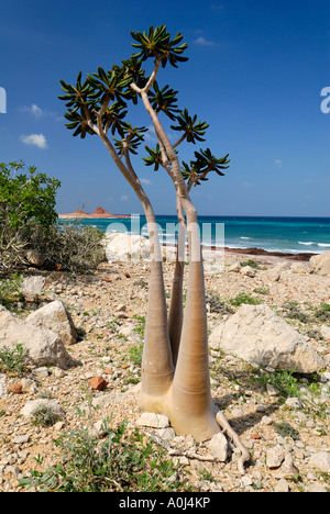 Socotra Desert Rose oder Flaschenbaum, Adenium Obesum Sokotranum, Insel Sokotra, UNESCO World Heritage Site, Jemen Stockfoto