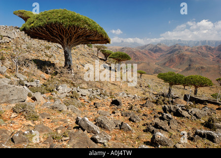 Drachenboot-Blut-Baum auf Socotra Island, UNESCO-Weltkulturerbe, Jemen Stockfoto