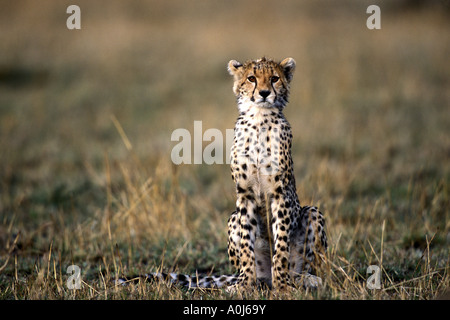 Afrika Kenia Masai Mara Game Reserve Cheetah Cub Acinonyx Jubatas sitzt in kurzen Rasen in Savanne im Morgengrauen Stockfoto