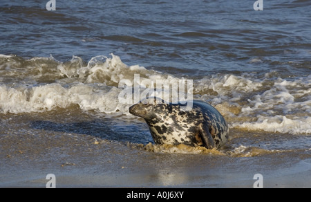 Graue Dichtung Halichoerus Grypus Kuh Stockfoto