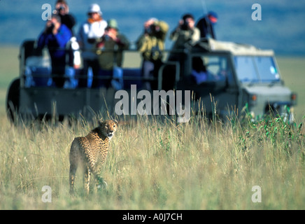 Kenia-Masai Mara Game Reserve Safari LKW nähert sich Gepard Acinonyx Jubatas auf Savanne Stockfoto