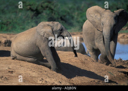 Südafrika Addo Elephant National Park Elefanten versammeln sich um Wasserloch Stockfoto