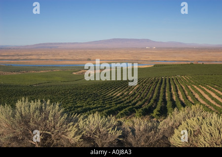 Weinberge und sagebrush Blick über den Columbia River Valley zu Klapperschlange Berg an sagemoor Weinberge, Washington, USA Stockfoto