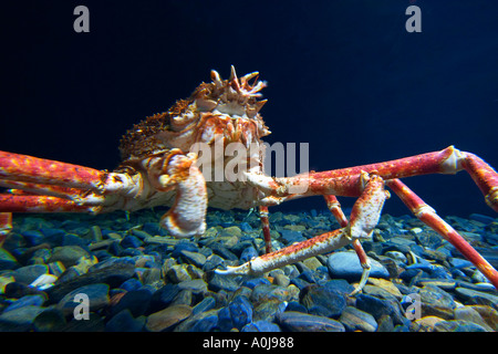 japanische Riesenkrabbe für spider Stockfoto