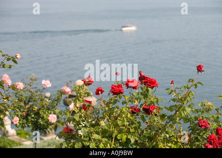 Isola Bella Lake Maggiore Piemont Piemonte Italien, Rosen in voller Blüte Stockfoto