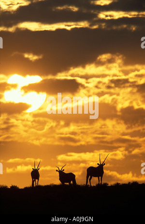 Südafrika Kgalagadi Transfrontier Park Herde von Erwachsenen Gemsbok Oryx Gazella Silhouette auf Sanddüne in der Morgendämmerung Stockfoto