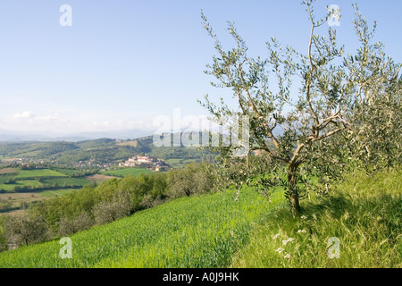 Weizen wächst unter Olivenbäumen in Toskana Italien Ansicht von Monterchi hinter Stockfoto
