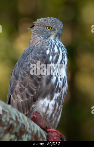 Wechselbarer Falkadler oder Haubenfalkadler, Nisaetus cirrhatus, Kanha Madhya Pradesh, Indien Stockfoto