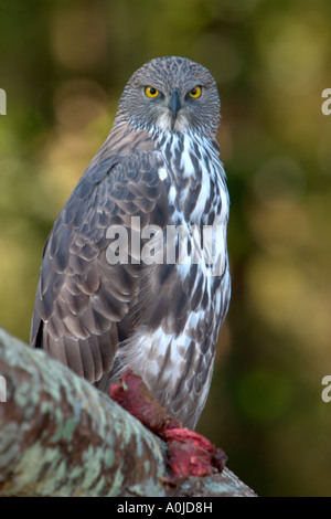 Veränderbare Hawk Eagle (Spizaetus Cirrhatus), Kanha Madhya Pradesh, Indien Stockfoto