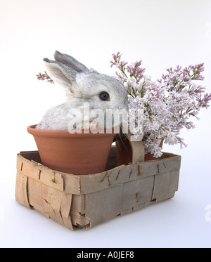 Baby Kaninchen versteckt in ein Terrakotta-Blumentopf mit Korb voller lila Frühlingsblumen. Nett und lustig wie Peter Rabbit Stockfoto