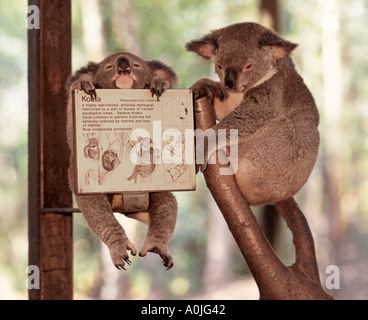 Australien Qeensland Magnetic Island Koala-Baby und Mutter in frühen Stockfoto