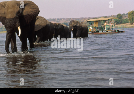Afrika, Botswana, Chobe National Park, große Elefanten Herde Kreuzung Fluss mit paar auf der Suche auf aus geführte Hausboot Stockfoto