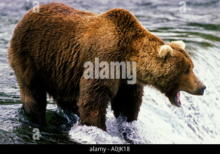 Südosten ALASKAS Katmai Nationalpark braune Grizzlybär Angeln auf Lachs Brooks River Falls Brooks Lodge Stockfoto