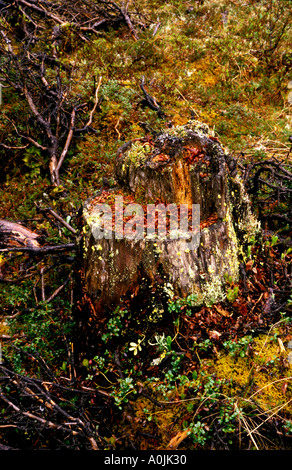 Glacier Bay Nationalpark, farbenfrohe Herbst Wald im Naturschutzgebiet, südöstlichen Alaska Stockfoto