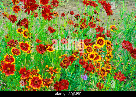 Blumen wachsen wild 1 Stockfoto