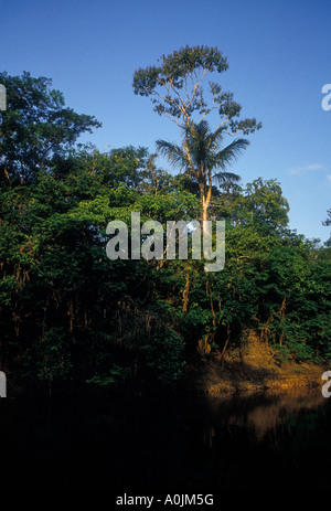 Flora entlang Obim Canal, einem Arm des Ariau Fluss, Amazon River Basin, nordwestlich der Stadt Manaus, Amazonas, Brasilien, Südamerika Stockfoto