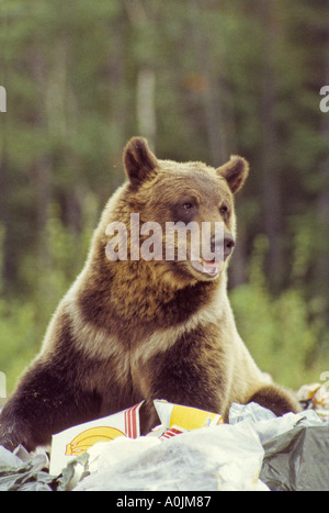 Grizzly Bären in den Müll 1 Stockfoto