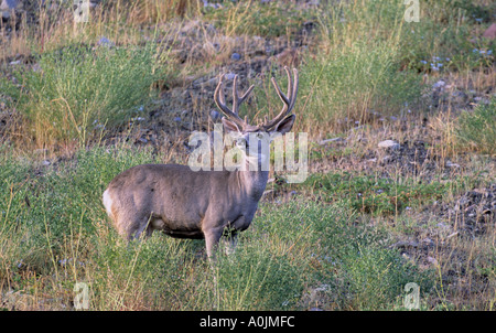 Mule Deer Bock 31 Stockfoto