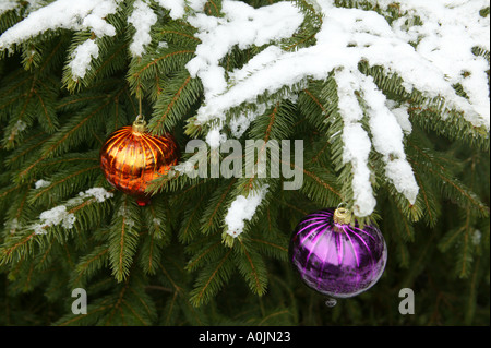 Orange und lila Kugeln auf schneebedeckten Ästen des Weihnachtsbaums Stockfoto