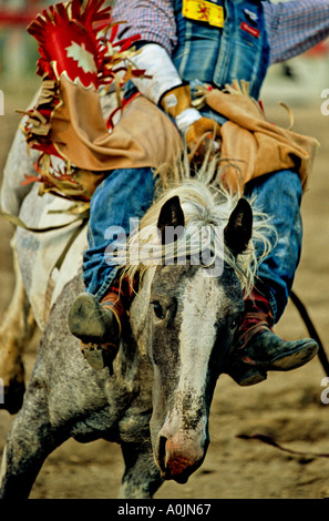 Ruckeln Bronc 5 Stockfoto