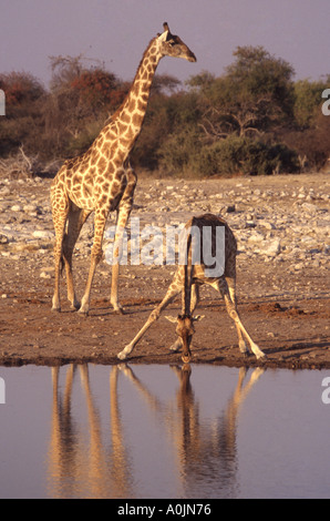 Erwachsenen Giraffe mit junge Giraffe trinken aus Wasserloch im Etosha Nationalpark Namibia Stockfoto