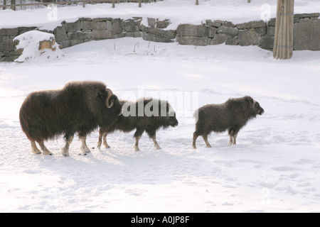 Moschusochsen-Familie in Kolmarden Zoo Schweden Stockfoto