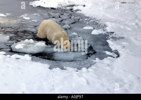 Eisbär hinunter in das Wasser Stockfoto