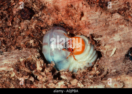 Käfer, Familie Scarabaeidae. Larve auf zerfallenden Holz Stockfoto