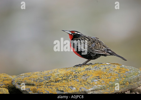 LANGE TAILED Wiese LERCHE oder militärische STARLING Sturnella loyca Stockfoto