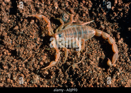 Gemeinsamen europäischen Skorpion, Buthus Occitanus. Auf Boden Stockfoto