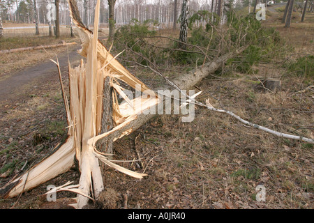Gebrochenen Kiefer wegen eines Sturms Stockfoto
