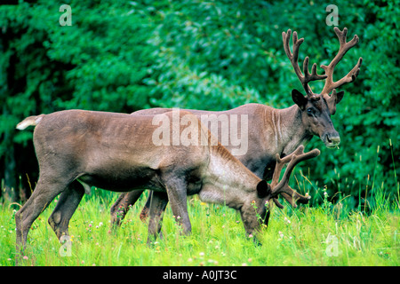 Woodland Caribou 2 Stockfoto