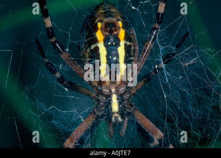 Wasp Spider Argiope Bruennichi. Weibliche Details. Unterseite anzeigen Stockfoto